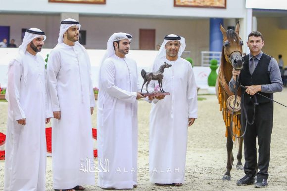 أرسينا او اس (ع ج مرزان x ماريسي او اس) مربط عجمان – الإمارات.