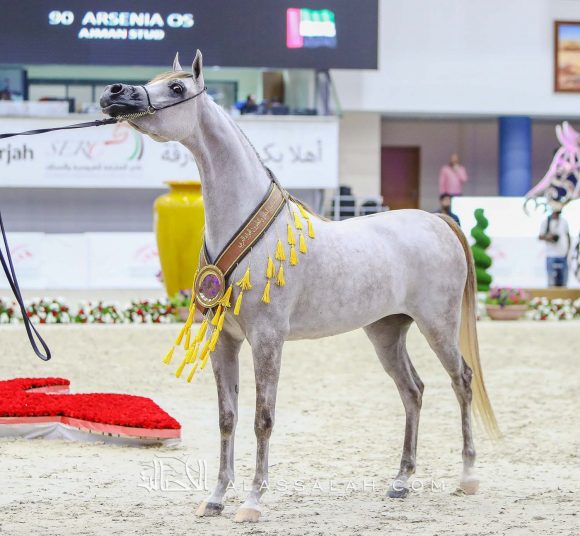 دي غرام (اف ايه الرشيم x اف تي شيلا) مربط دبي – الإمارات.