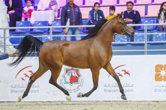  دي سينية (اف ايه الرشيم x رويال أميرة) مربط دبي – الإمارات.