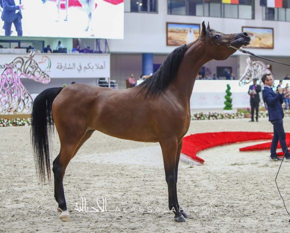  دي سينية (اف ايه الرشيم x رويال أميرة) مربط دبي – الإمارات.