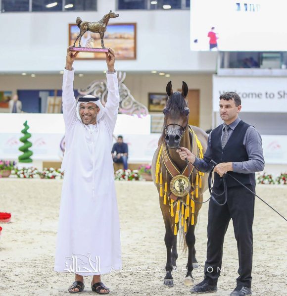  ع ج تريم (اميرالد جي x ايسينيلا) مربط عجمان – الإمارات.