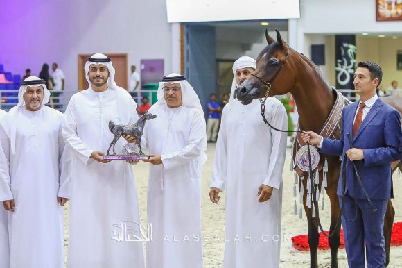  دي سينية (اف ايه الرشيم x رويال أميرة) مربط دبي – الإمارات.