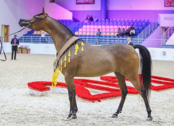  ع ج تريم (اميرالد جي x ايسينيلا) مربط عجمان – الإمارات.