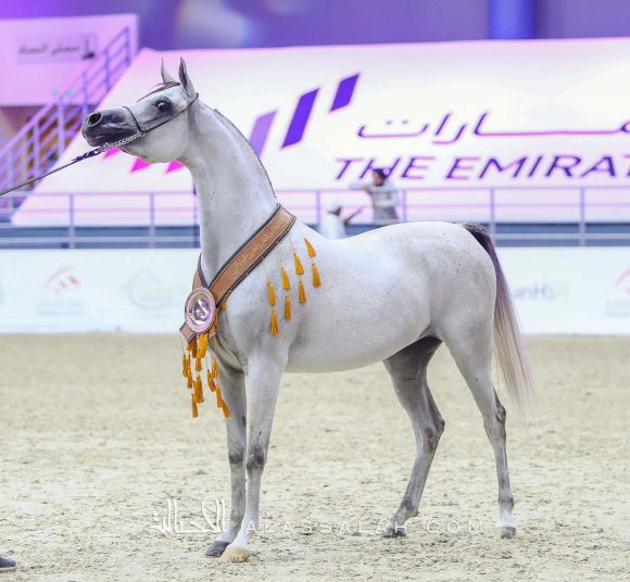 جوري البداير (مروان الشقب x اتش اس جمانة) مربط البداير – الإمارات.