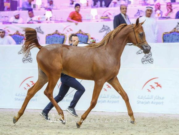 ارجوان البداير (ع ج مرزان x اليزندرا البداير) مربط البداير – الإمارات.