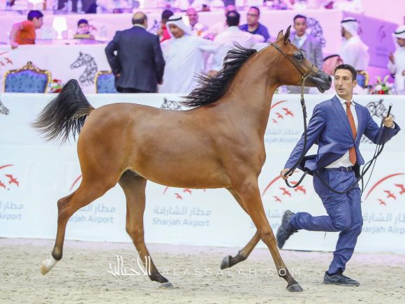 دي سفار  (اف ايه الرشيم x دي سفانا) مربط دبي – الإمارات.