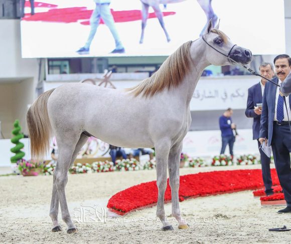 كيه ايه نيشان (شنغهاي أي ايه x ع ج نزوة) مربط خالد العميري – الإمارات.