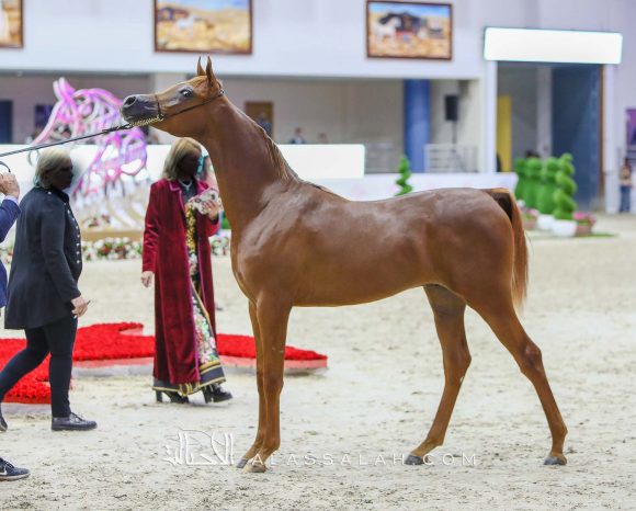 ارجوان البداير (ع ج مرزان x اليزندرا البداير) مربط البداير – الإمارات.