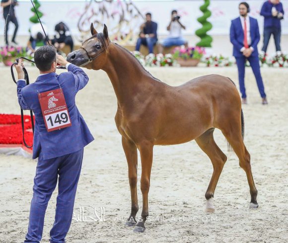 دي سفار  (اف ايه الرشيم x دي سفانا) مربط دبي – الإمارات.