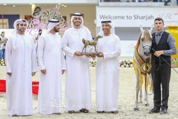 كيه ايه نيشان (شنغهاي أي ايه x ع ج نزوة) مربط خالد العميري – الإمارات.