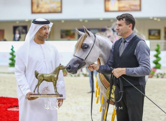 كيه ايه نيشان (شنغهاي أي ايه x ع ج نزوة) مربط خالد العميري – الإمارات.