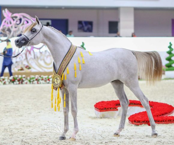 كيه ايه نيشان (شنغهاي أي ايه x ع ج نزوة) مربط خالد العميري – الإمارات.