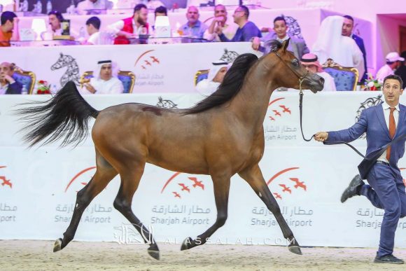 دي شخاط (دي خطاف x دي شيرين) مربط دبي – الإمارات.