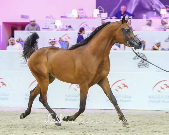 ديوك سنتونيو ام اي (سنتوريني x ايماليا) مربط عجمان – الإمارات.