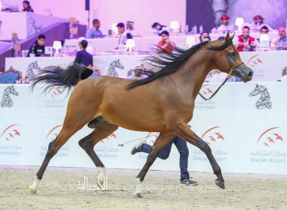 باهر البداير (ع ج برزان x مارسينا) مربط البداير – الإمارات.