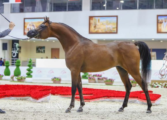 ديوك سنتونيو ام اي (سنتوريني x ايماليا) مربط عجمان – الإمارات.