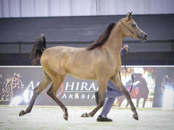 دي سيرين (دي سراج x دي راعفة) مربط دبي.