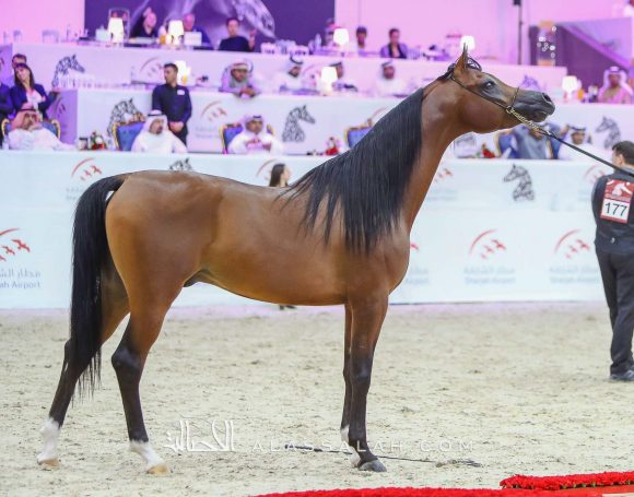 باهر البداير (ع ج برزان x مارسينا) مربط البداير – الإمارات.