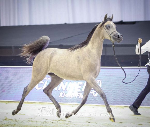 دي فريهان (دي سراج x إيلي فلامنكا) مربط دبي.