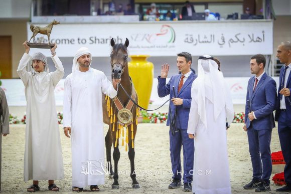 دي شخاط (دي خطاف x دي شيرين) مربط دبي – الإمارات.