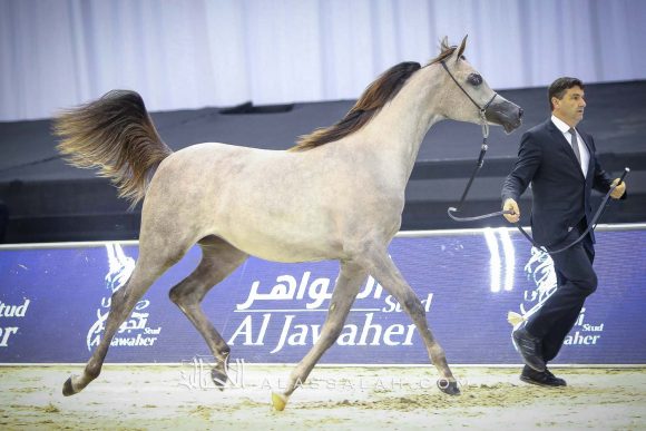  ع ج البراقة 5 (اف ايه الرشيم x فيليسيا ار ال سي) مربط عجمان.
