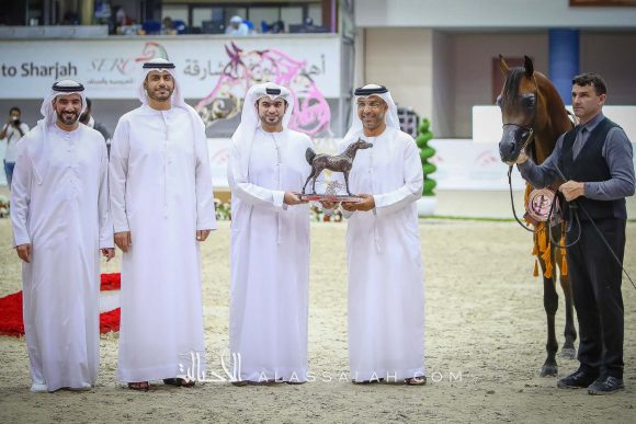 ديوك سنتونيو ام اي (سنتوريني x ايماليا) مربط عجمان – الإمارات.