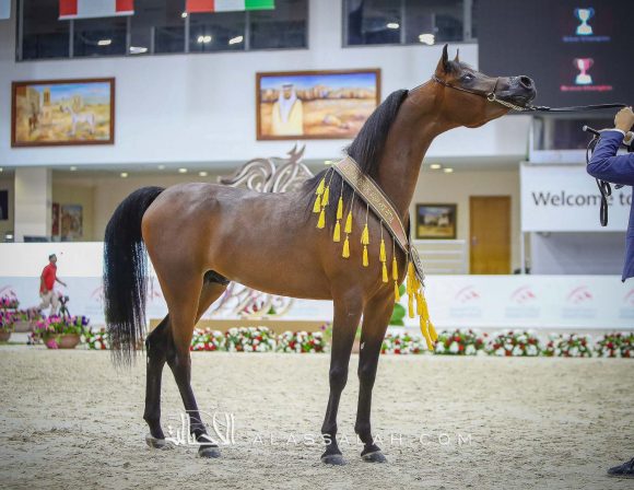 دي شخاط (دي خطاف x دي شيرين) مربط دبي – الإمارات.