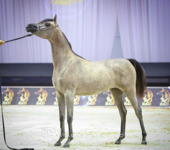 دي فريهان (دي سراج x إيلي فلامنكا) مربط دبي.