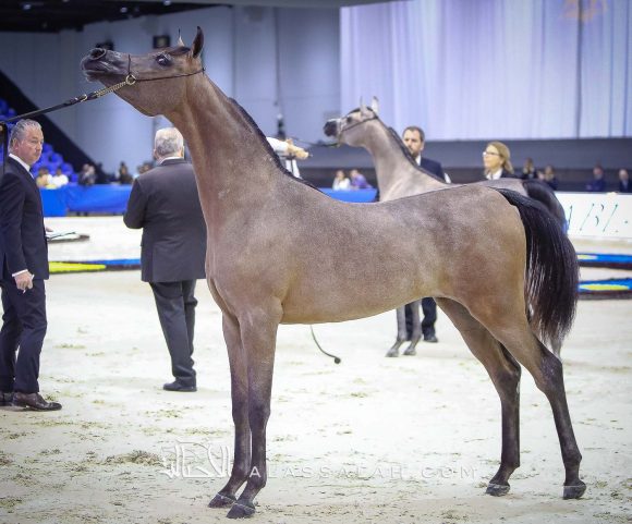 دي سيرين (دي سراج x دي راعفة) مربط دبي.