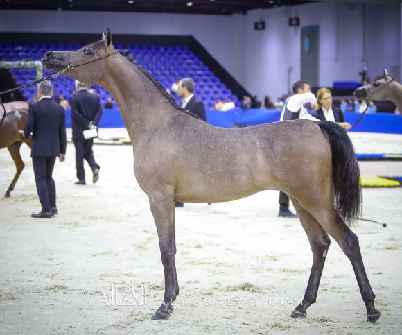 دي سيرين (دي سراج x دي راعفة) مربط دبي.