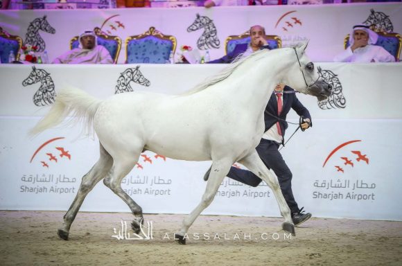  إي اس سراب (ميراج x ماجيستي) مربط الشيخ عبدالله بن ماجد القاسمي – الإمارات