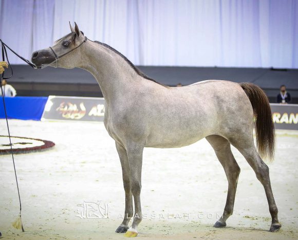  ع ج البراقة 5 (اف ايه الرشيم x فيليسيا ار ال سي) مربط عجمان.