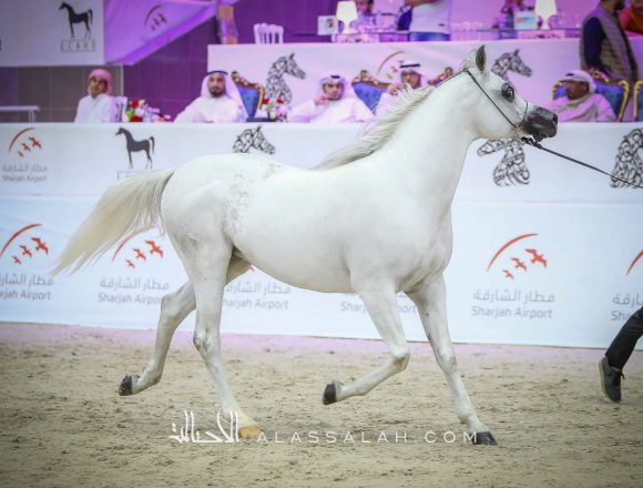 مهادير الجمال (نادر الجمال x ما هيتي الجمال) مربط الشراع – الإمارات.