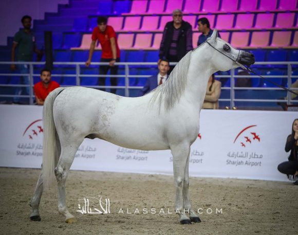 مهادير الجمال (نادر الجمال x ما هيتي الجمال) مربط الشراع – الإمارات.