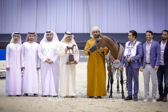 دي سيرين (دي سراج x دي راعفة) مربط دبي.