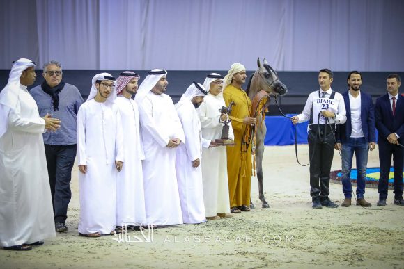 دي فريهان (دي سراج x إيلي فلامنكا) مربط دبي.