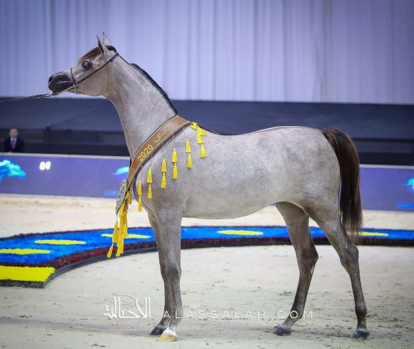  ع ج البراقة 5 (اف ايه الرشيم x فيليسيا ار ال سي) مربط عجمان.