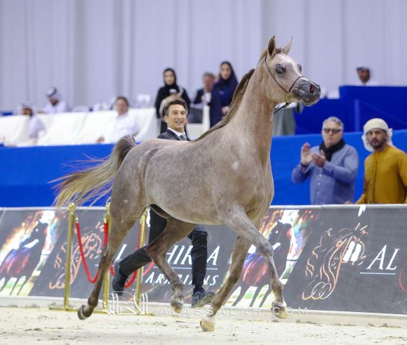 دي جودي (ع ج عزام x إيلي فلامينكا) مربط دبي.