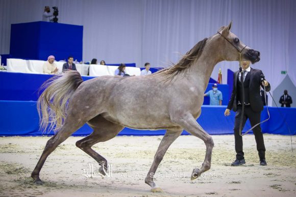 دي جودي (ع ج عزام x إيلي فلامينكا) مربط دبي.