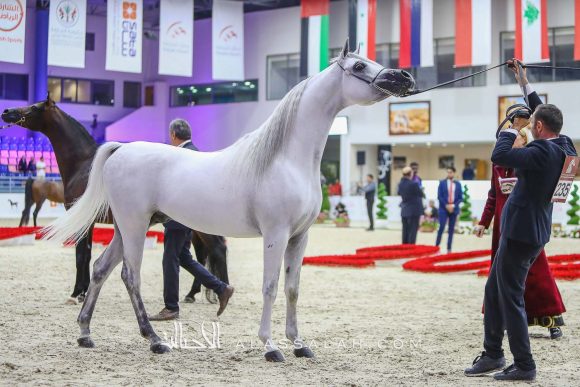  إي اس سراب (ميراج x ماجيستي) مربط الشيخ عبدالله بن ماجد القاسمي – الإمارات