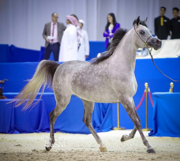 دي شيهانة (اف ايه الرشيم x دي شهلا) مربط دبي.