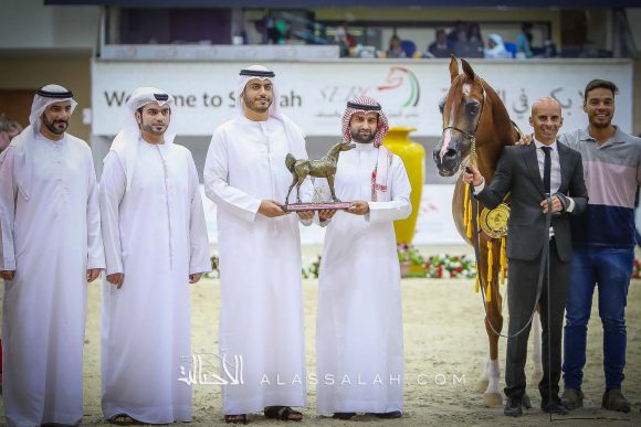 ايدن سي (انزو x سيلكن سابل) مربط السيد – السعودية.