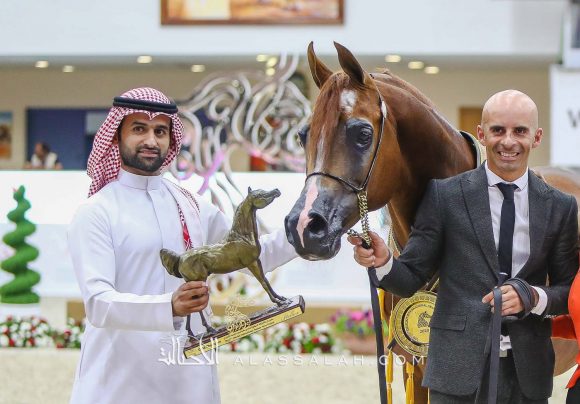 ايدن سي (انزو x سيلكن سابل) مربط السيد – السعودية.