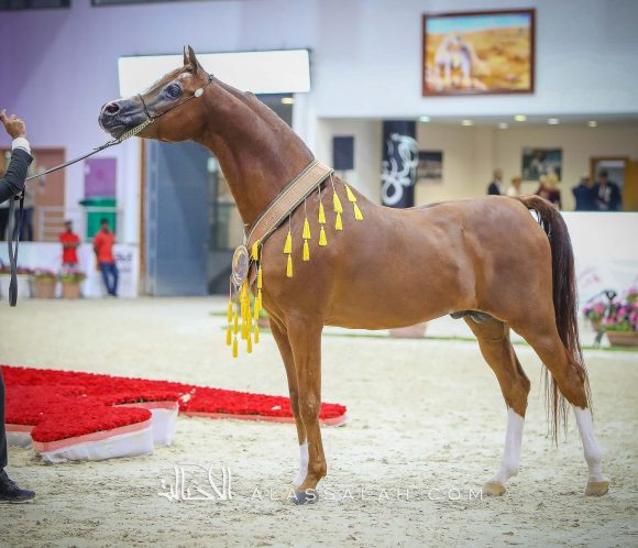 ايدن سي (انزو x سيلكن سابل) مربط السيد – السعودية.