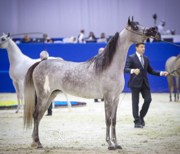 دي شيهانة (اف ايه الرشيم x دي شهلا) مربط دبي.