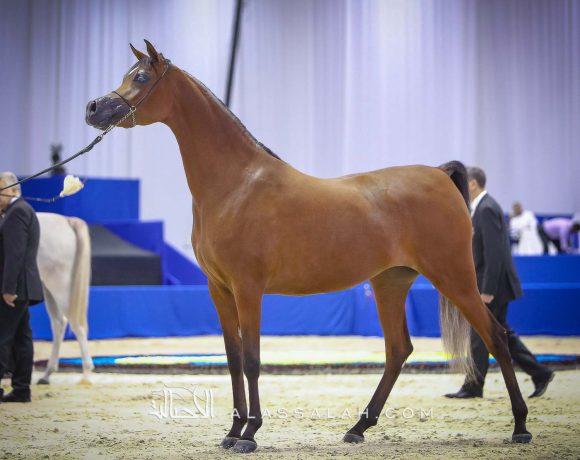 ع ج سمارا (ع ج مردان x سما أي ام) مربط عجمان.