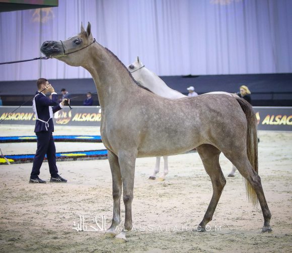 دي جودي (ع ج عزام x إيلي فلامينكا) مربط دبي.