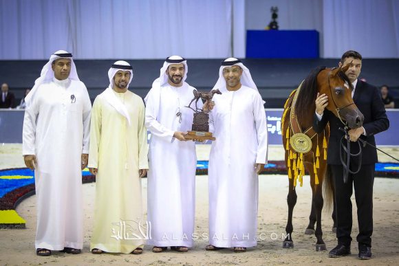 ع ج سمارا (ع ج مردان x سما أي ام) مربط عجمان.