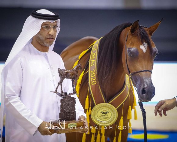 ع ج سمارا (ع ج مردان x سما أي ام) مربط عجمان.