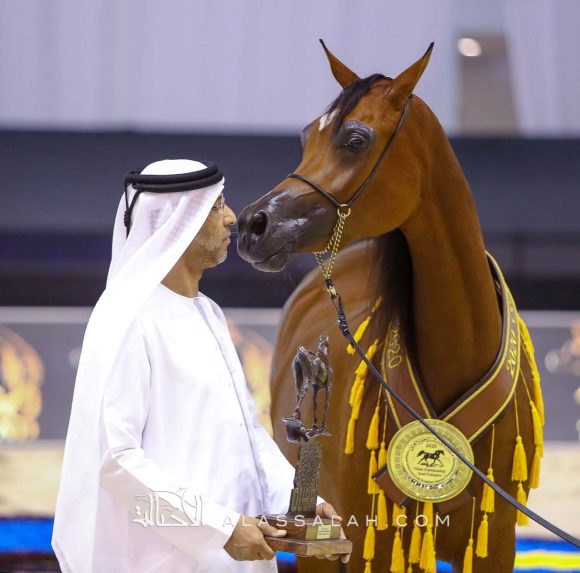 ع ج سمارا (ع ج مردان x سما أي ام) مربط عجمان.